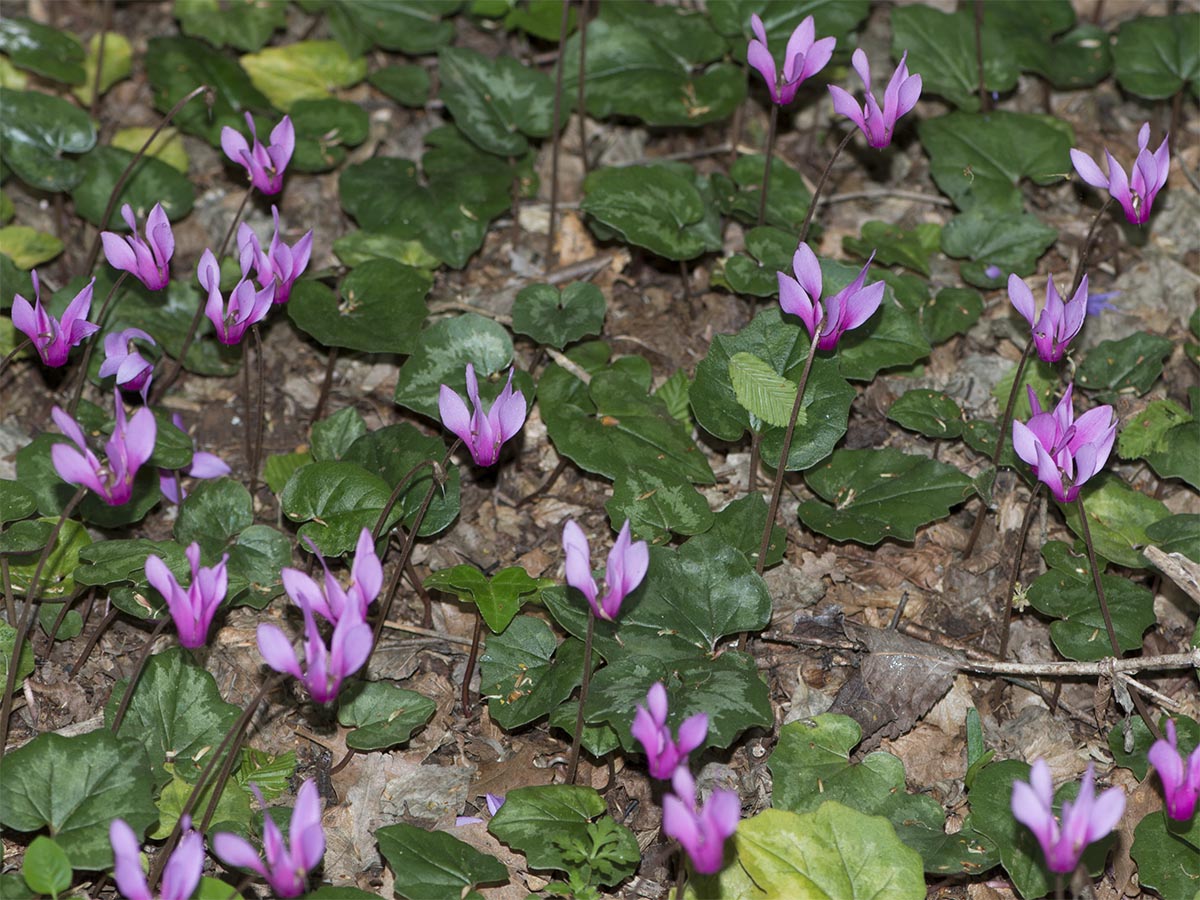 Cyclamen repandum